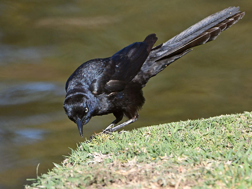 Grackle10.jpg