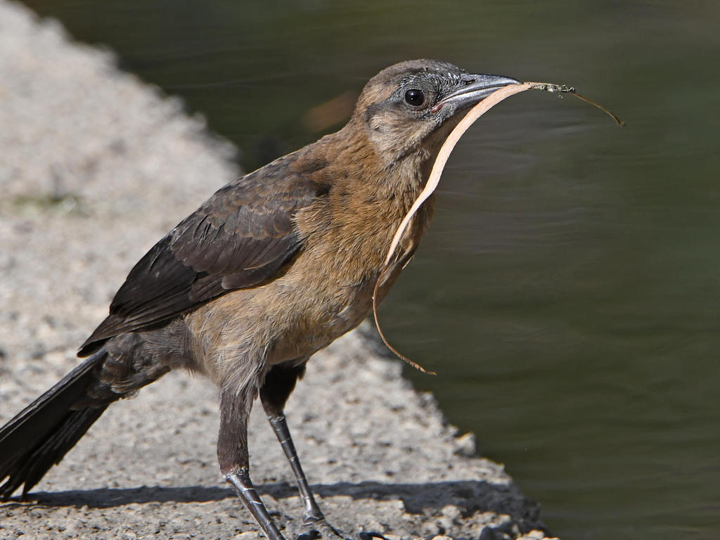 Grackle10.jpg