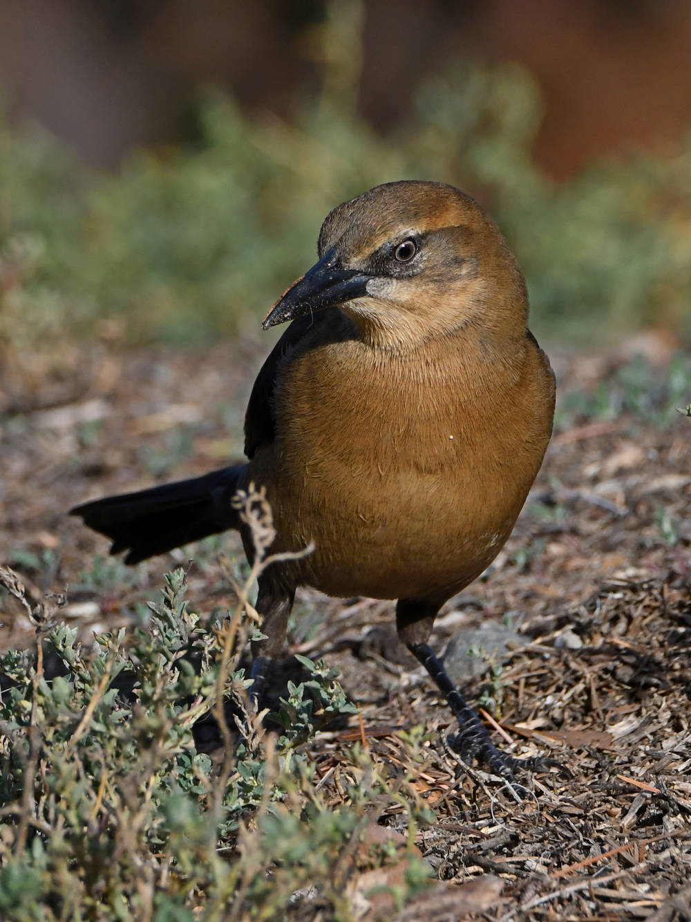 Grackle10.jpg