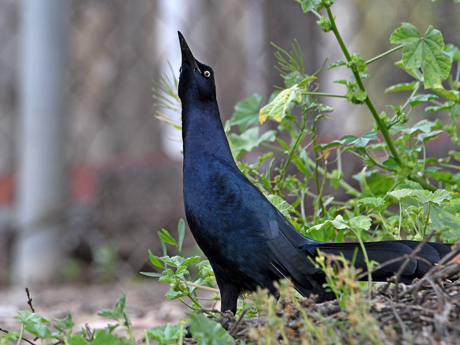 Grackle10.jpg