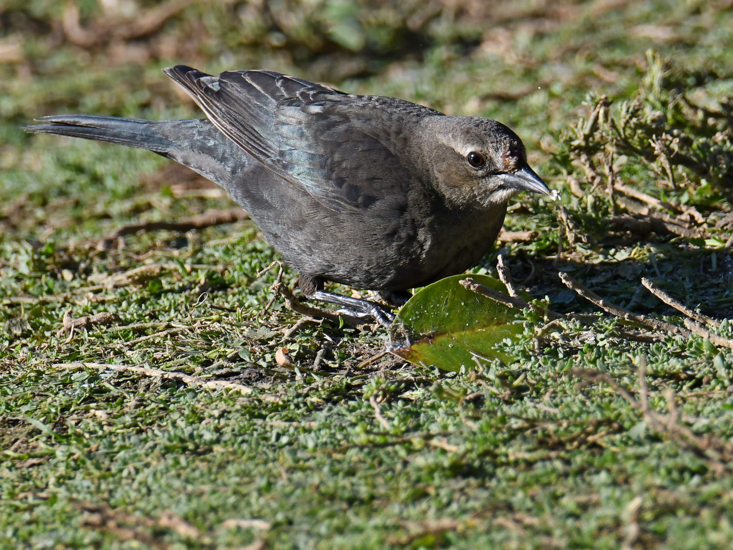 Grackle10.jpg