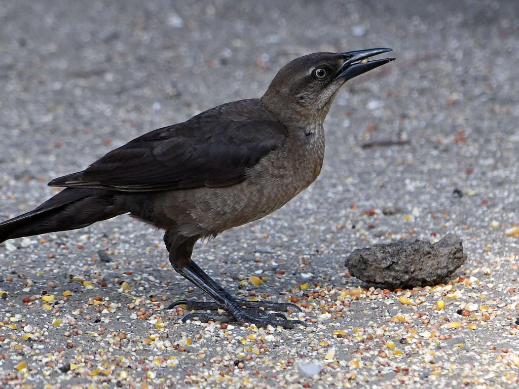 Grackle11.jpg