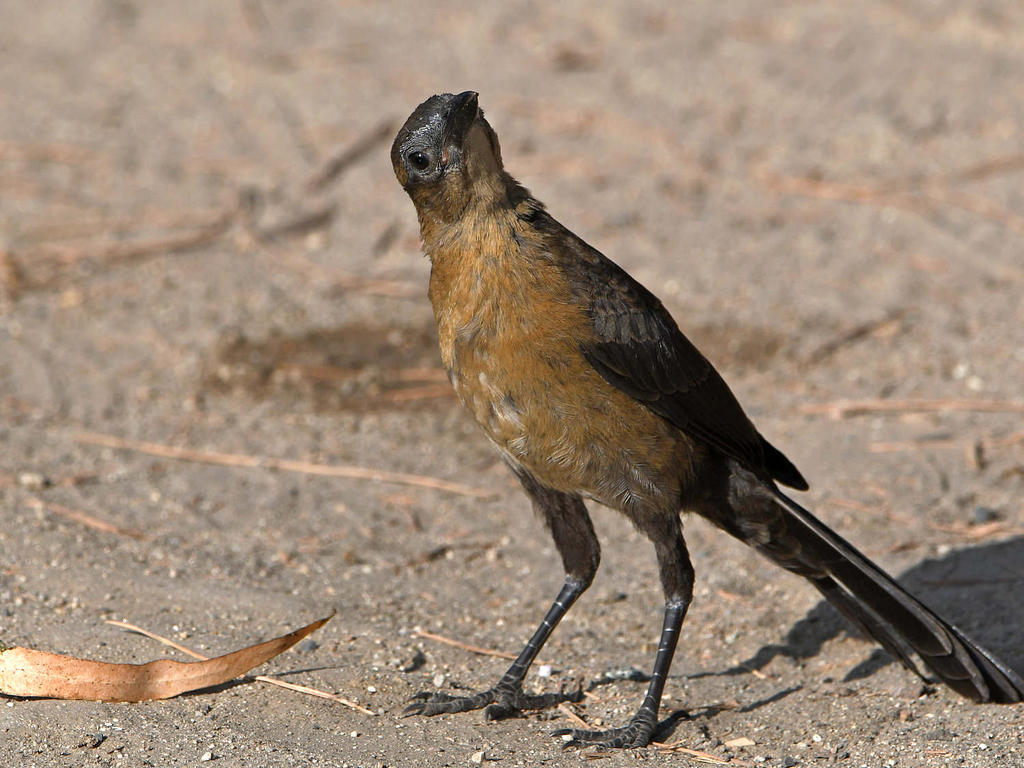 Grackle11.jpg