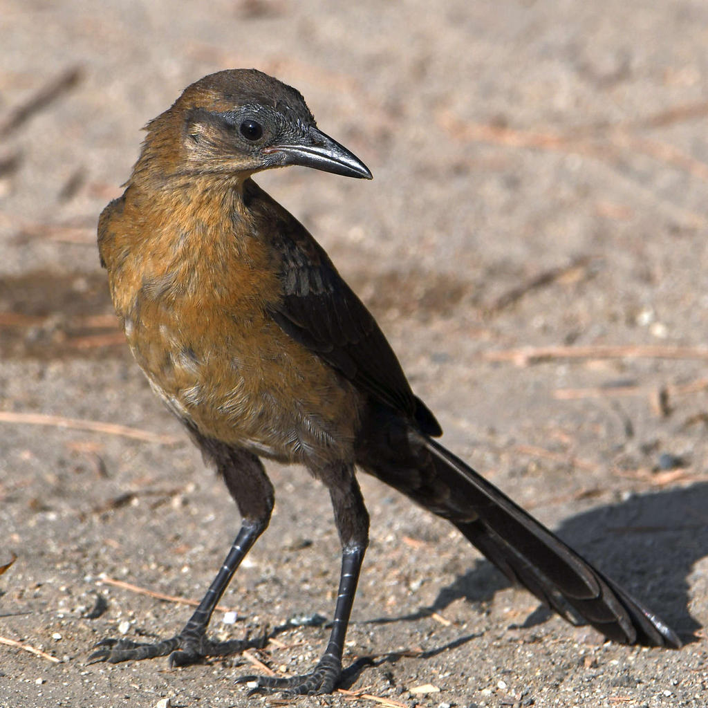 Grackle15.jpg