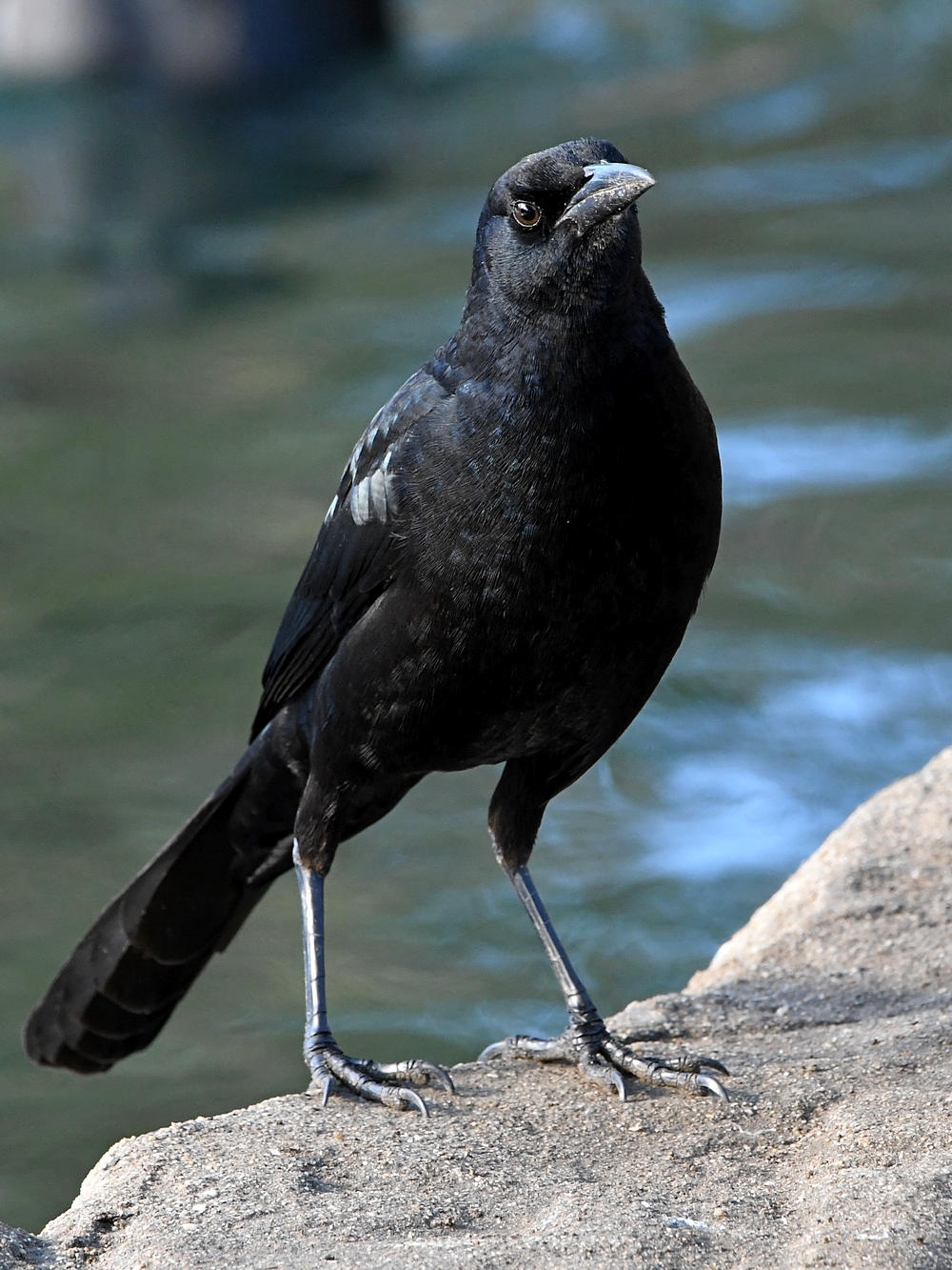 Grackle15.jpg