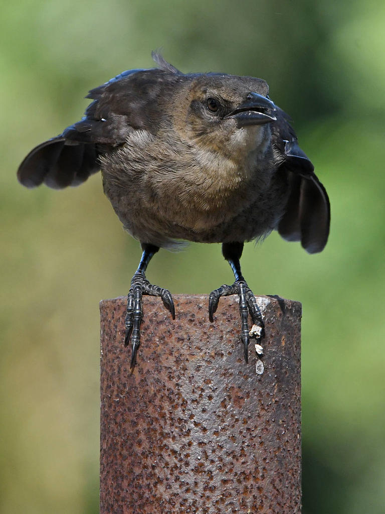 Grackle17.jpg