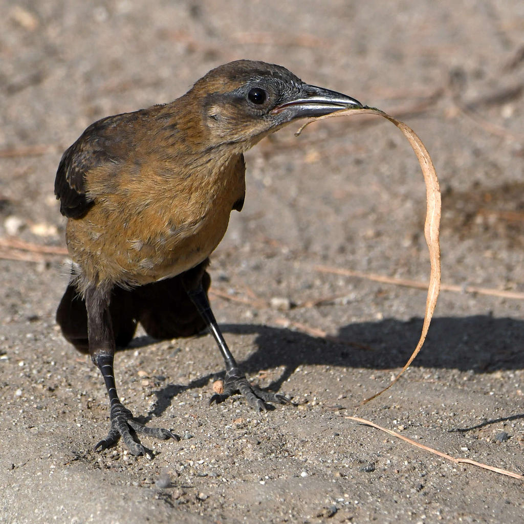 Grackle17.jpg