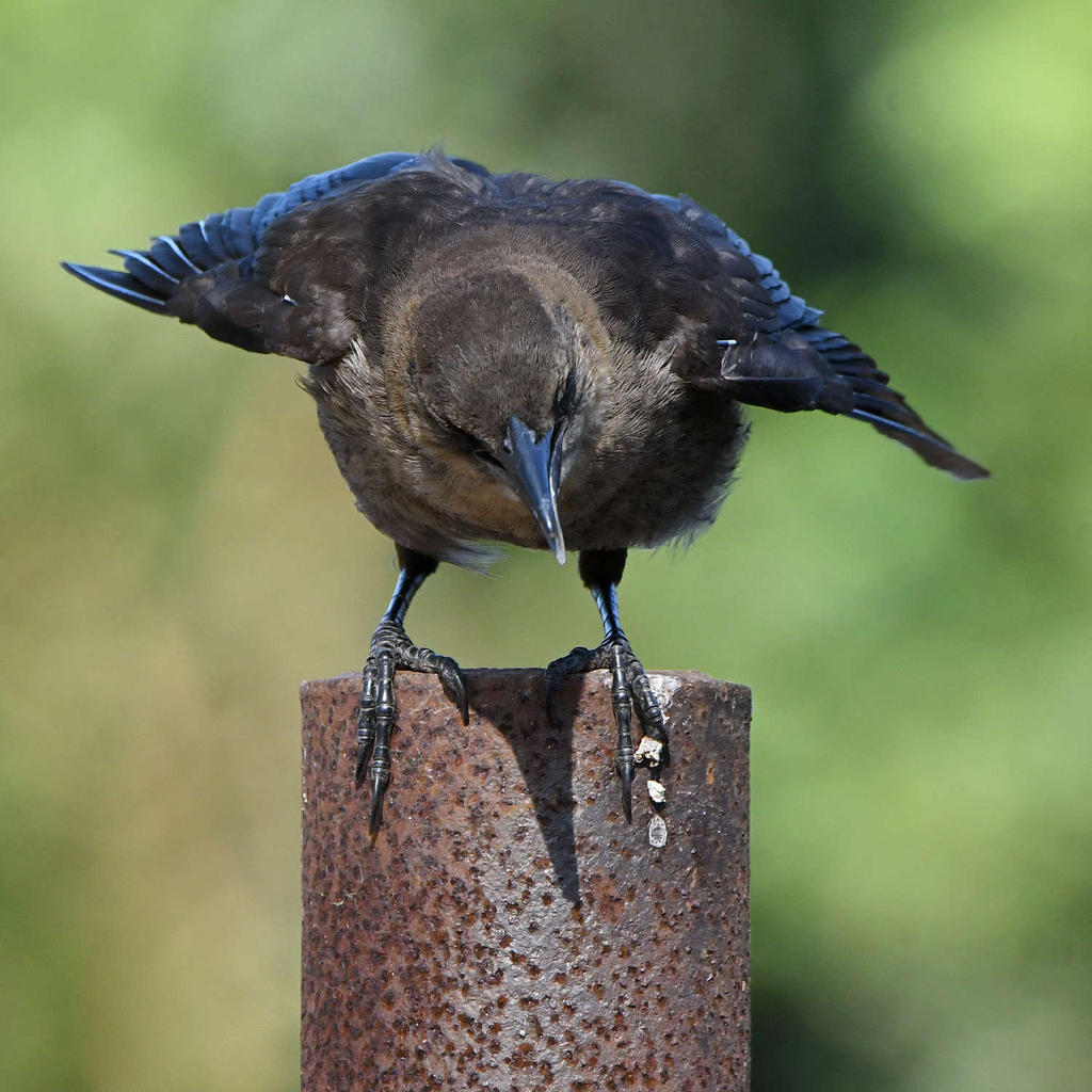 Grackle19.jpg
