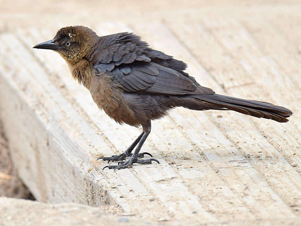 Grackle2.jpg