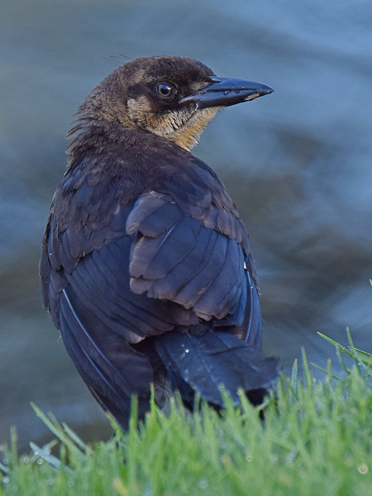Grackle2.jpg
