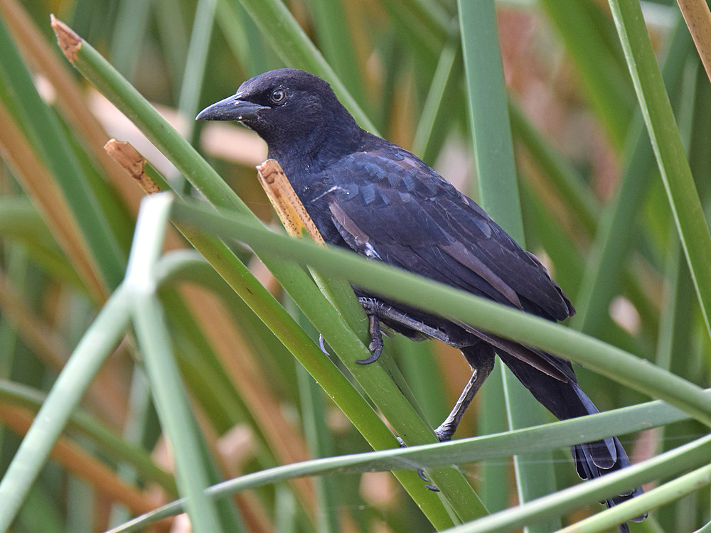 Grackle2.jpg