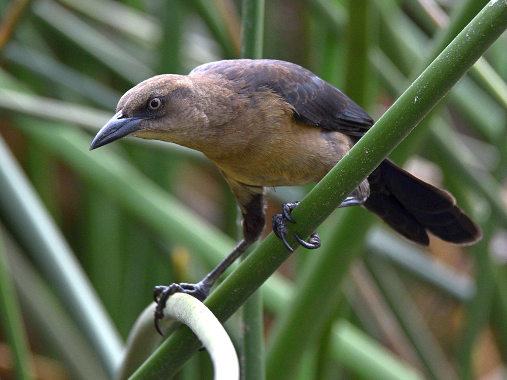 Grackle2.jpg