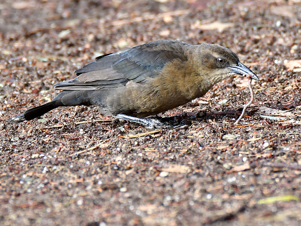 Grackle2.jpg