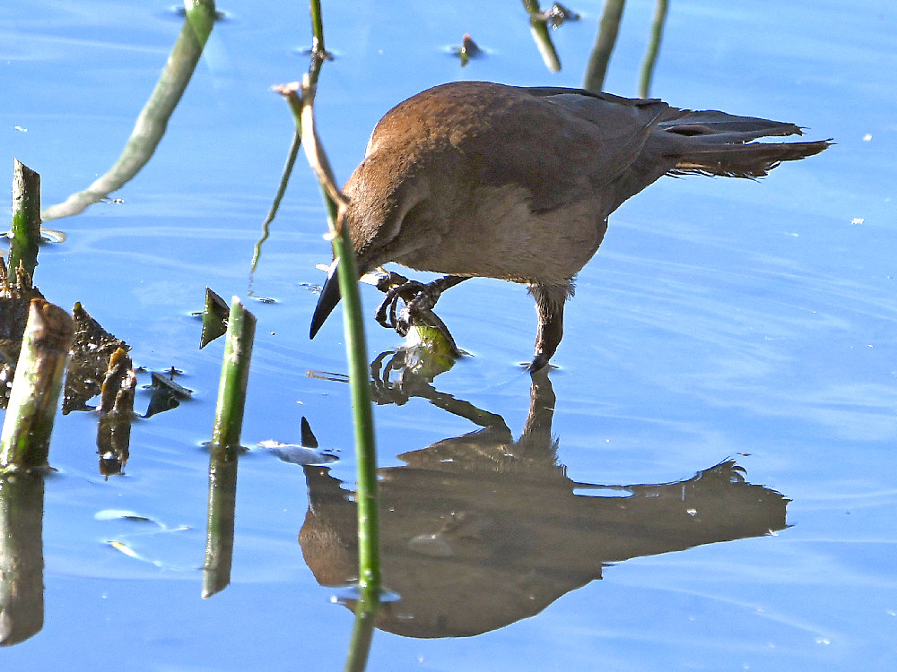 Grackle2.jpg