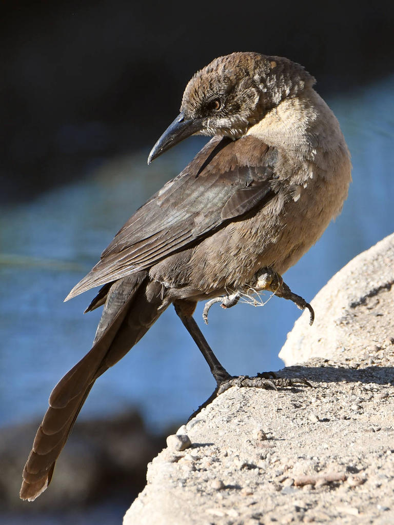 Grackle2.jpg