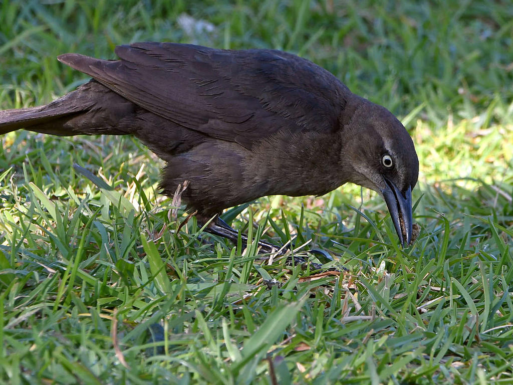 Grackle2.jpg