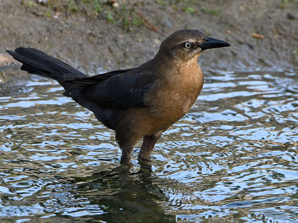 Grackle2.jpg