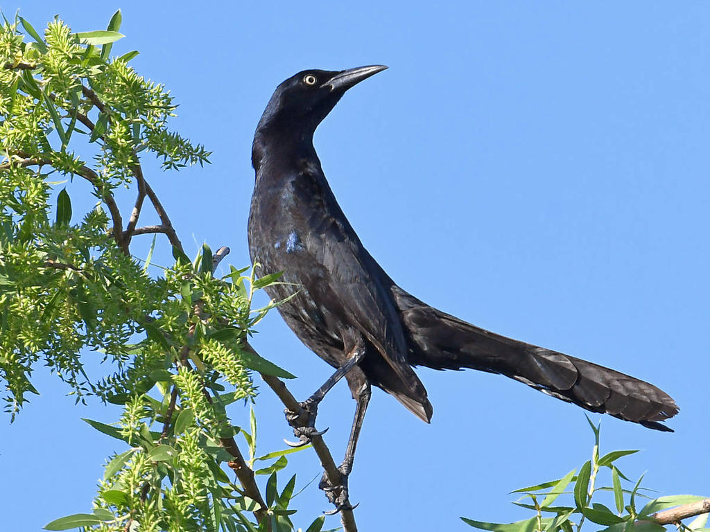 Grackle2.jpg