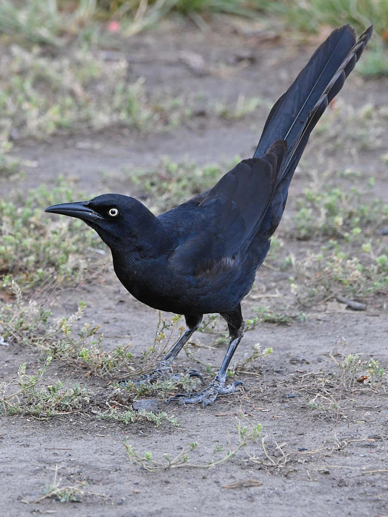 Grackle2.jpg