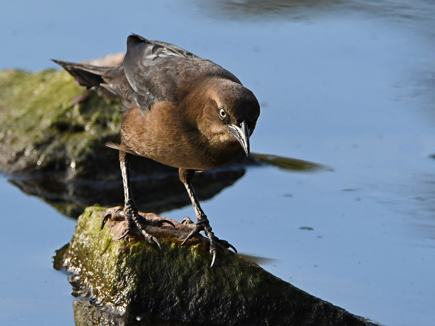 Grackle2.jpg