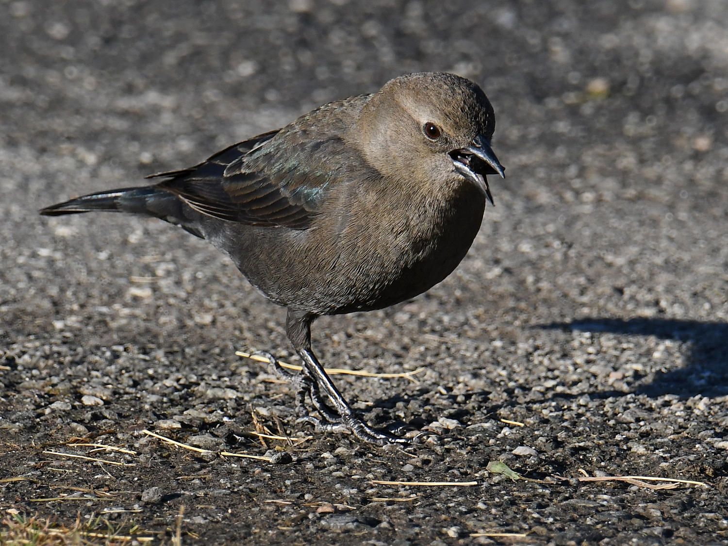 Grackle2.jpg