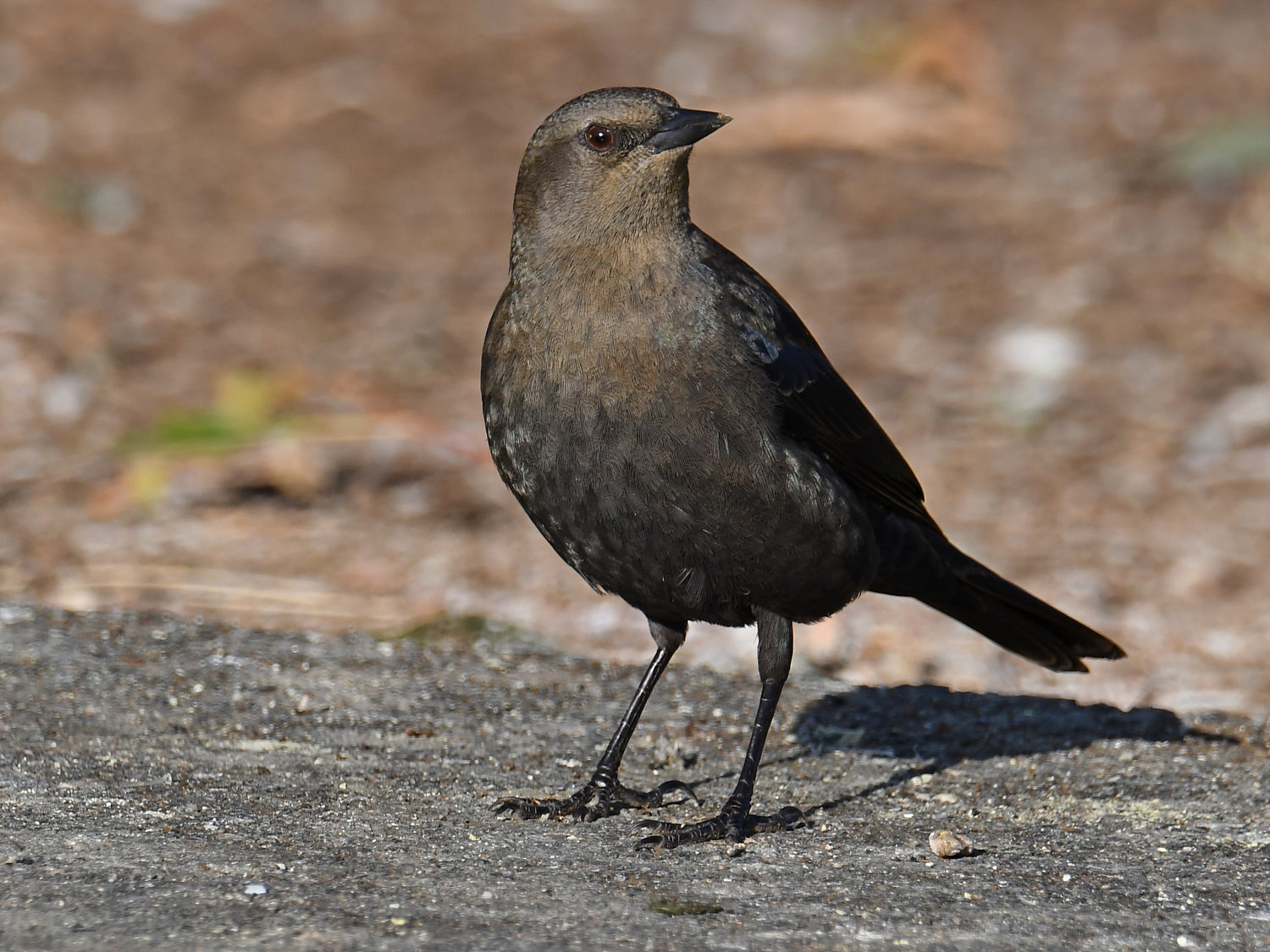 Grackle2.jpg