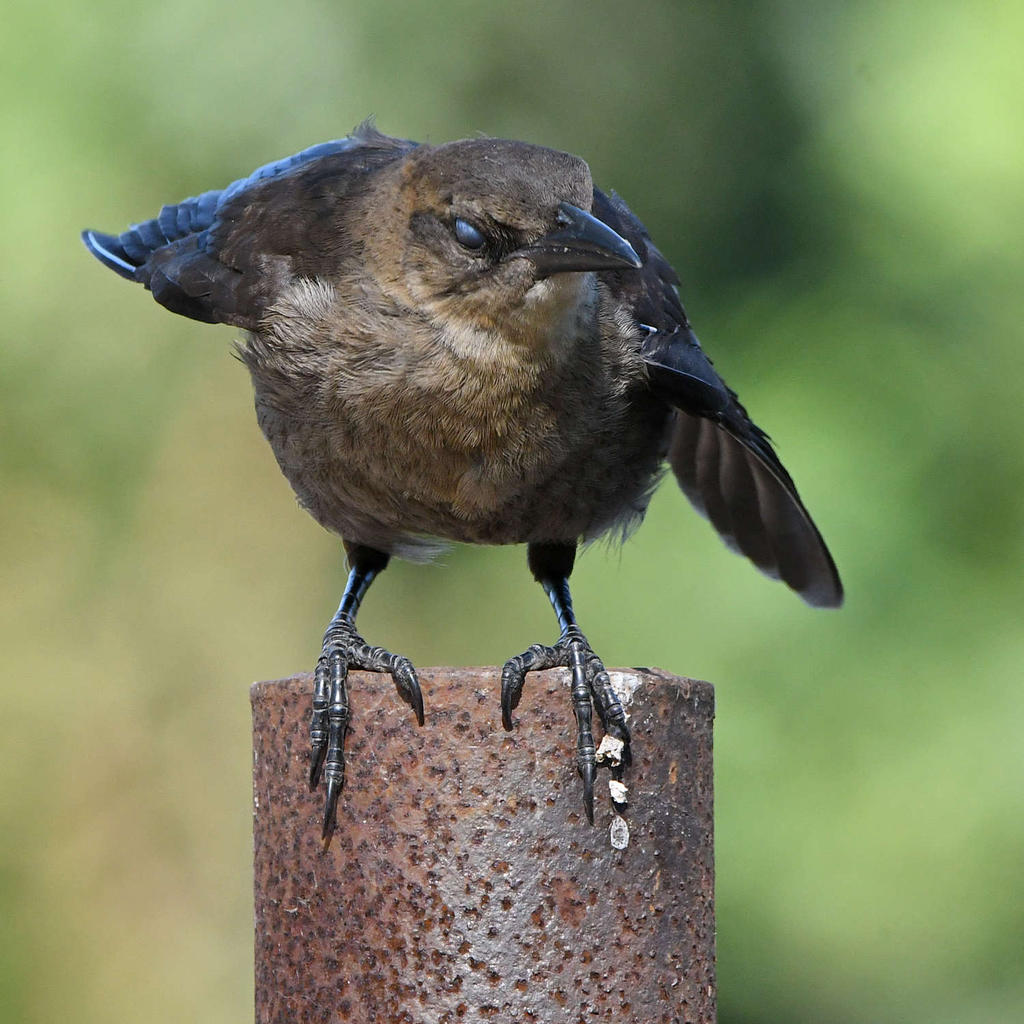 Grackle20.jpg