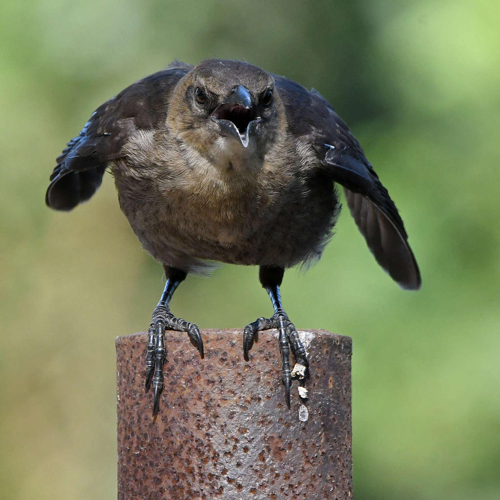 Grackle21.jpg