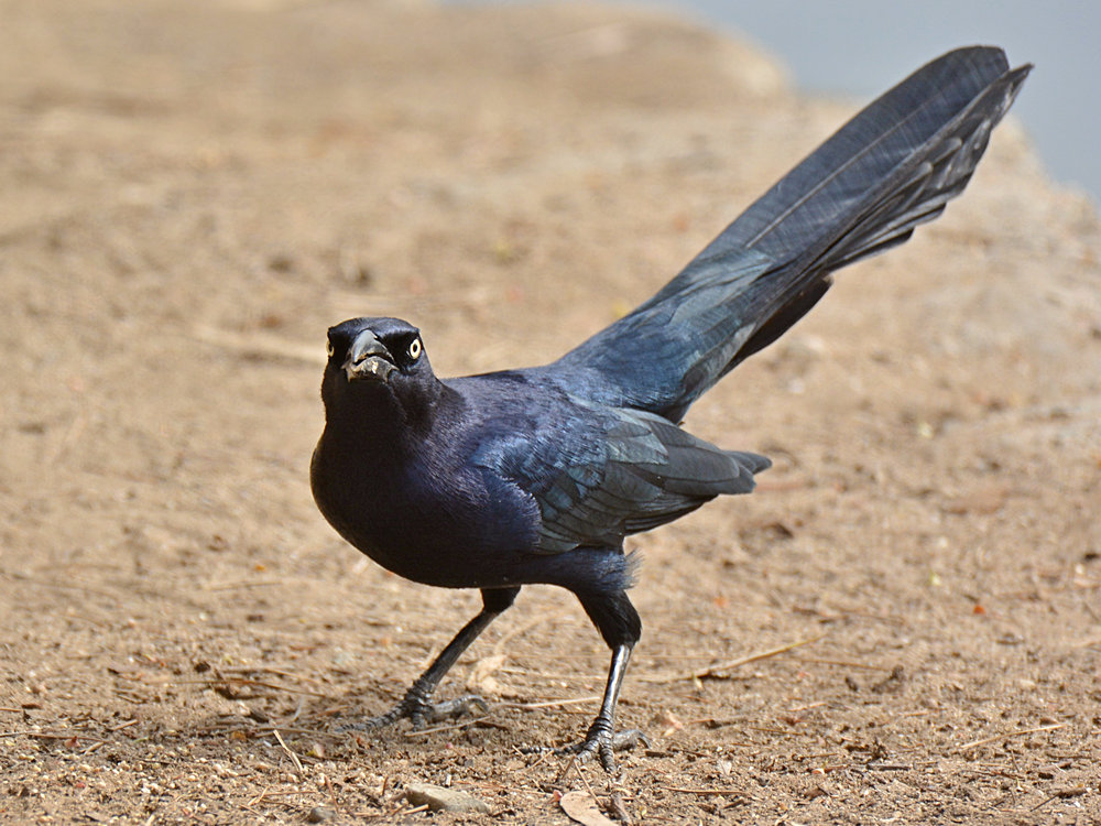 Grackle3.jpg