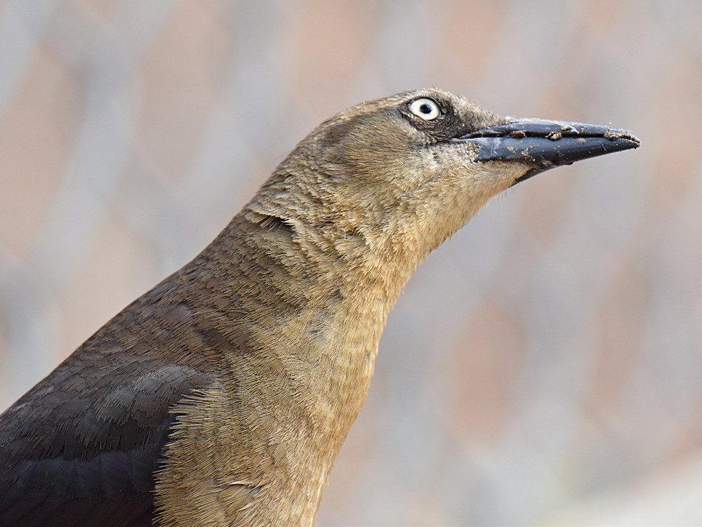 Grackle3.jpg
