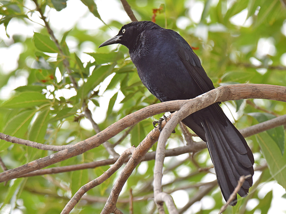 Grackle3.jpg