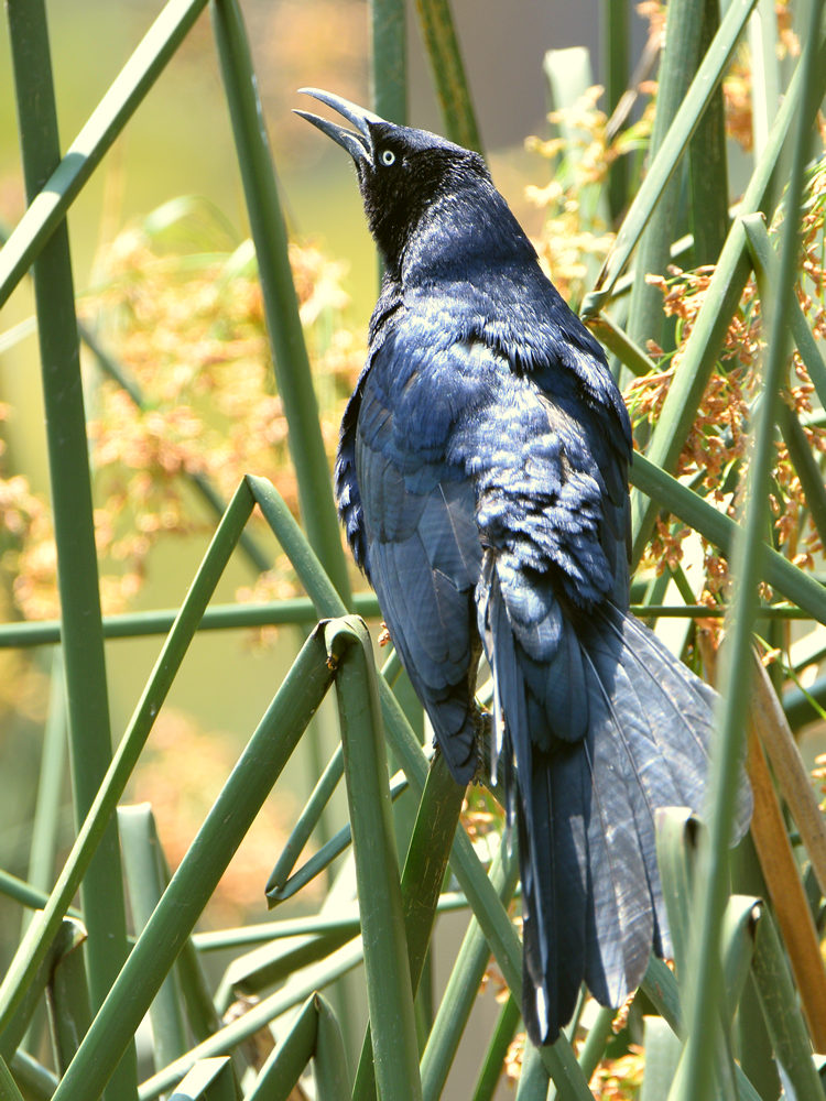 Grackle3.jpg