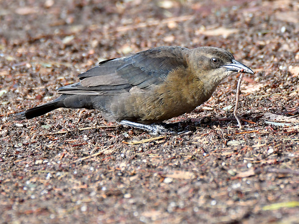 Grackle3.jpg
