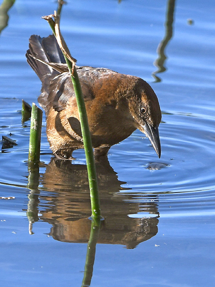 Grackle3.jpg