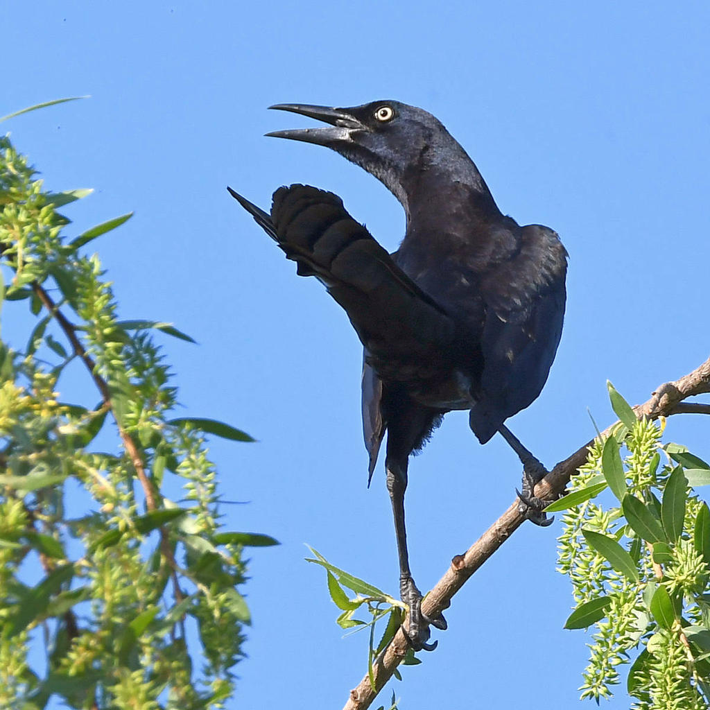Grackle3.jpg