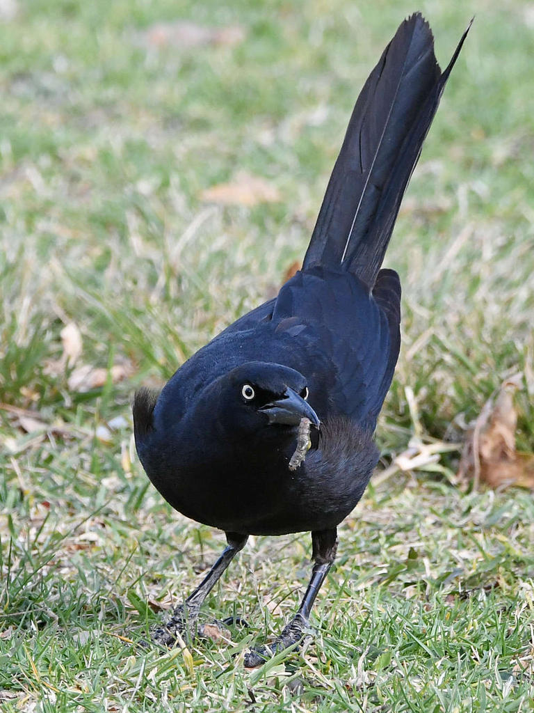 Grackle3.jpg