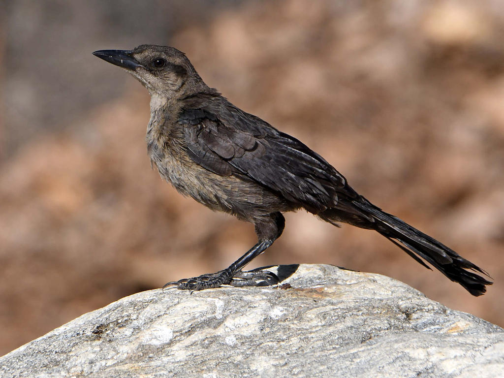 Grackle3.jpg
