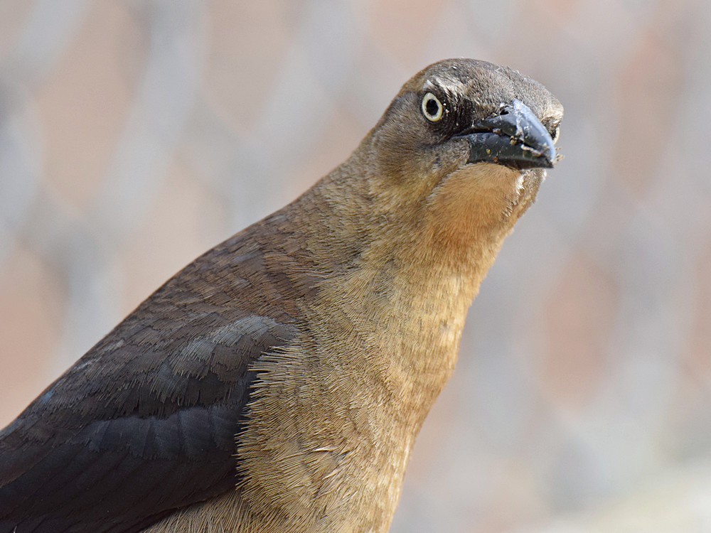 Grackle4.jpg