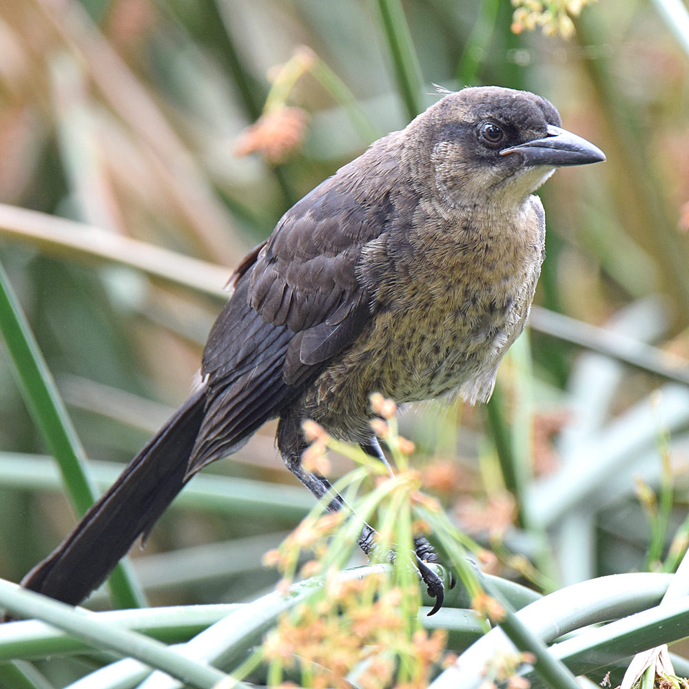 Grackle4.jpg