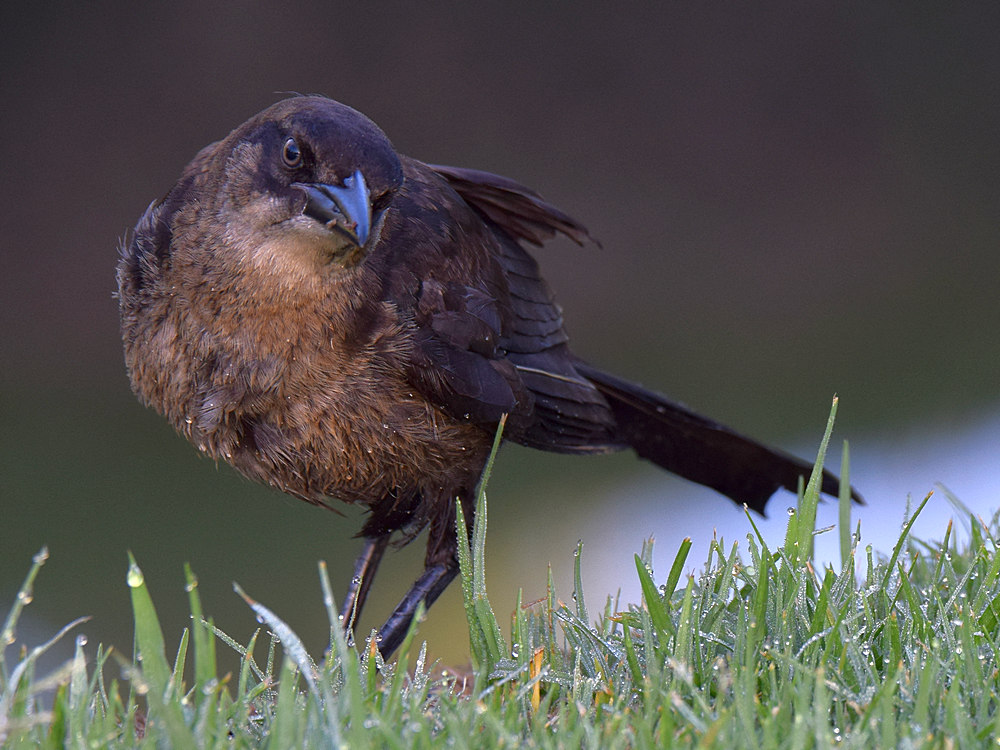 Grackle4.jpg