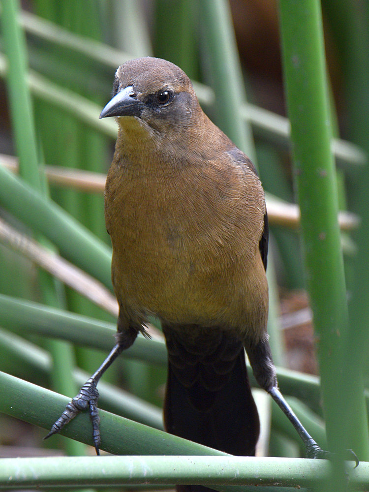 Grackle4.jpg