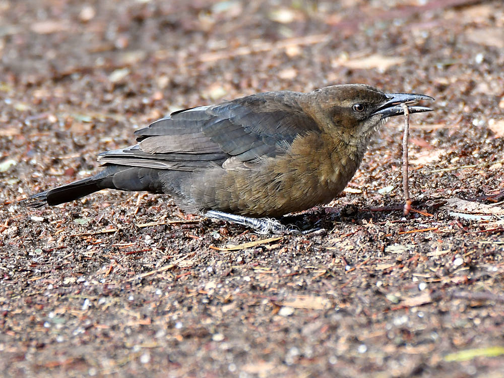 Grackle4.jpg