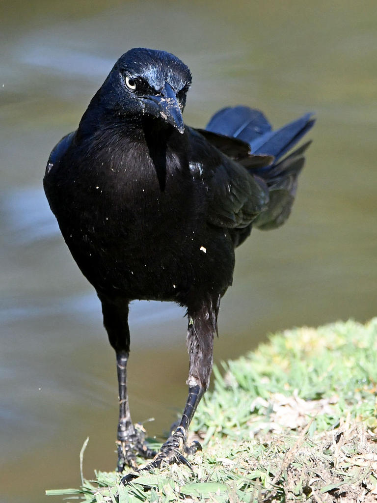 Grackle4.jpg