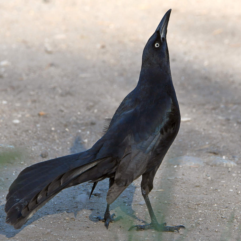 Grackle4.jpg