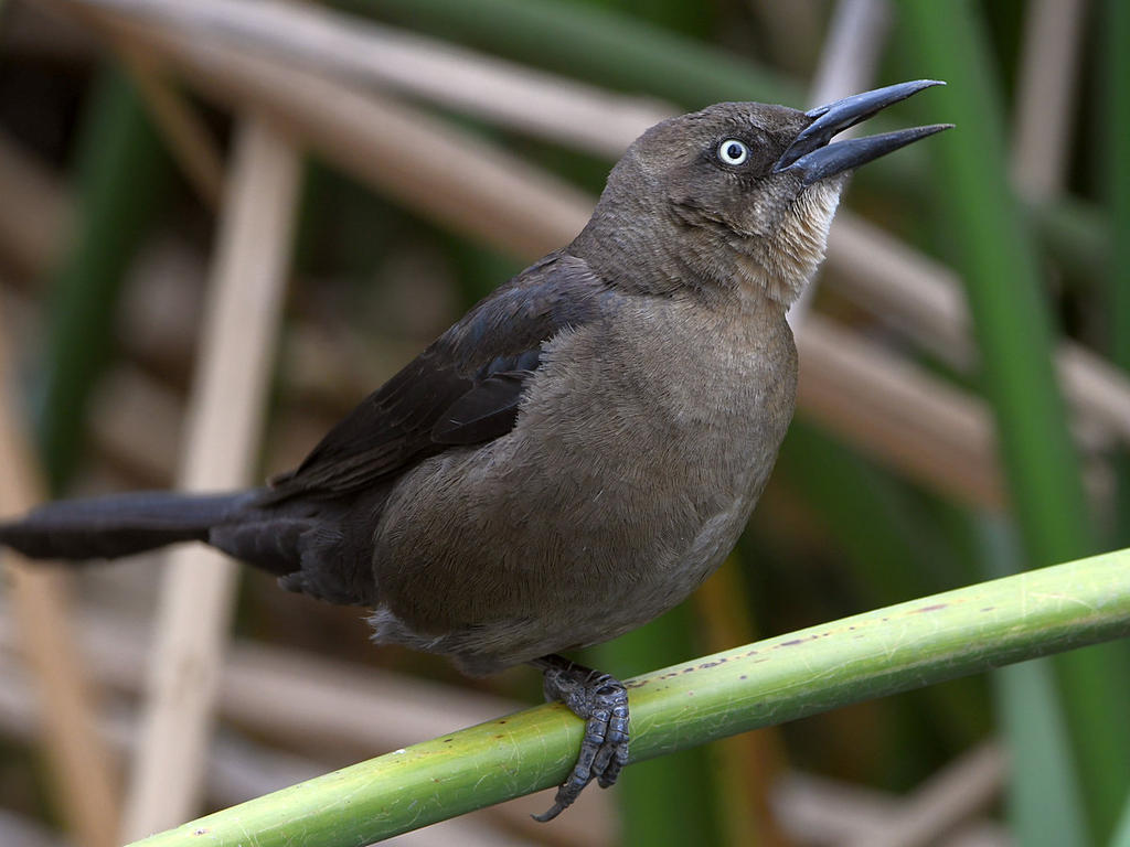 Grackle4.jpg