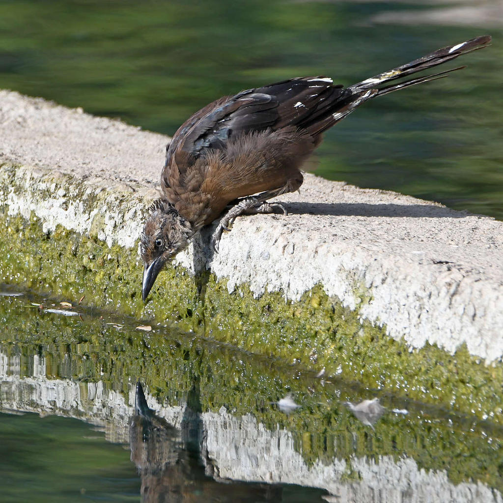 Grackle4.jpg