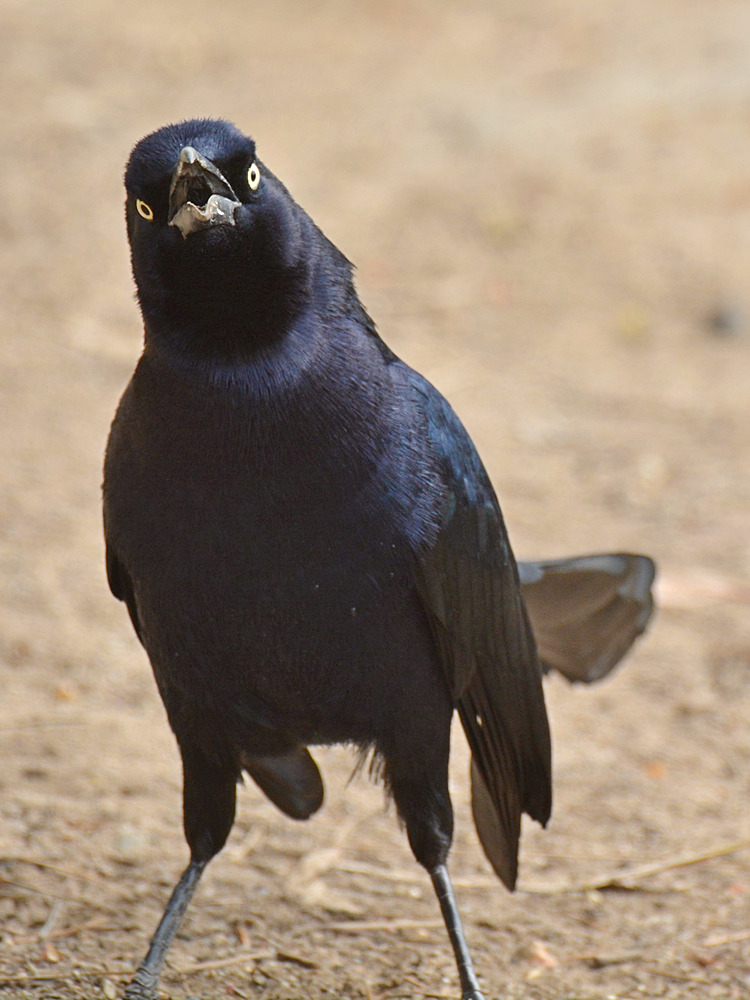 Grackle5.jpg