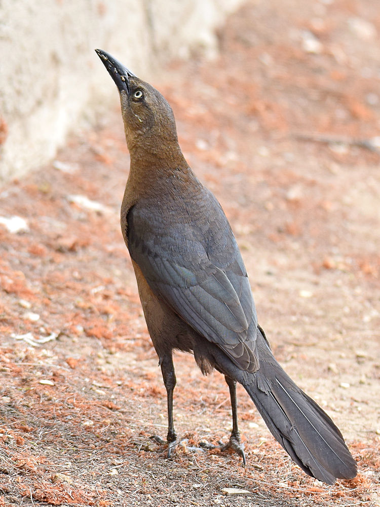Grackle5.jpg