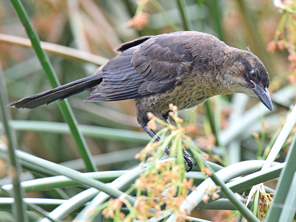 Grackle5.jpg