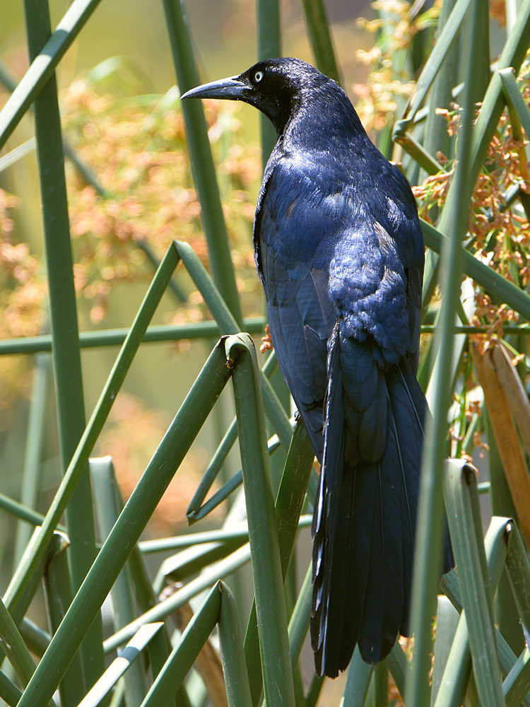 Grackle5.jpg